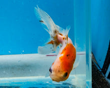Load image into Gallery viewer, Calico Oranda (2.75-3.5 inches) Imported from Israel