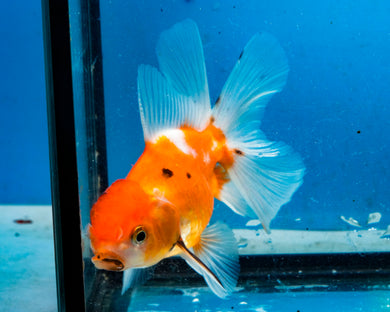 Tricolor Oranda Male (4 inches) Imported from Thailand