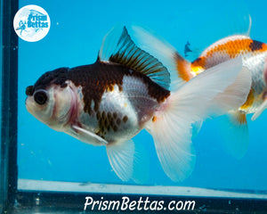 Panda Oranda Likely Female (3.5 inches nose to tail)