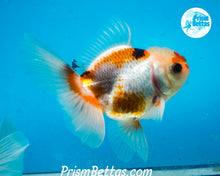 Load image into Gallery viewer, Tricolor Oranda Male (3.5 inches nose to tail)