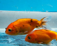 Load image into Gallery viewer, Calico Ranchu (2-2.75 inches) Imported from Israel