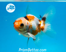 Load image into Gallery viewer, Tricolor Oranda Male (3.5 inches nose to tail)