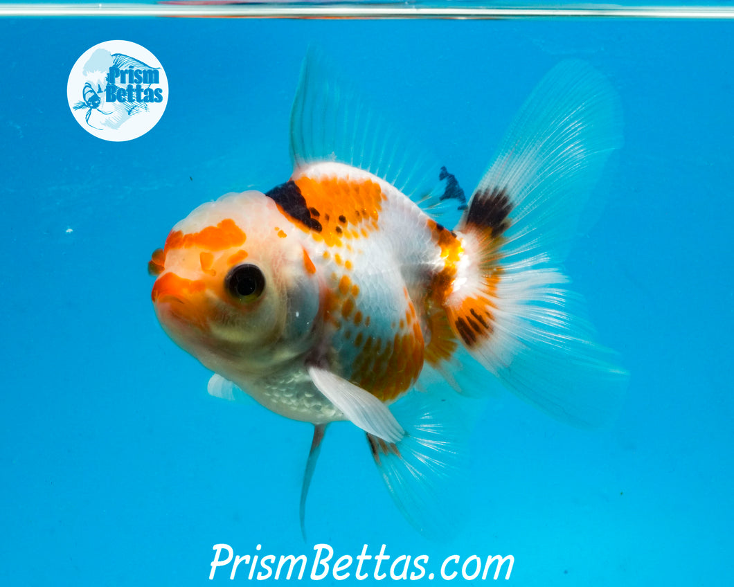 Tricolor Oranda Male (3.5 inches nose to tail)