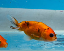 Load image into Gallery viewer, Calico Ranchu (2-2.75 inches) Imported from Israel