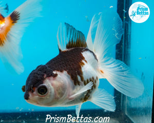 Panda Oranda Likely Female (3.5 inches nose to tail)