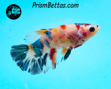 Load image into Gallery viewer, Candy Koi Halfmoon Female