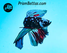Load image into Gallery viewer, Blackstar Marble Halfmoon Male