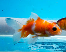 Load image into Gallery viewer, Orange and White Oranda (2.75-3.5 inches) Imported from Israel