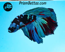 Load image into Gallery viewer, Blackstar Marble Halfmoon Male