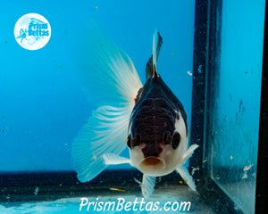 Panda Oranda Likely Female (3.5 inches nose to tail)