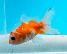 Load image into Gallery viewer, Orange and White Oranda (2.75-3.5 inches) Imported from Israel