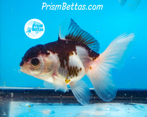 Panda Oranda Likely Female (3.5 inches nose to tail)