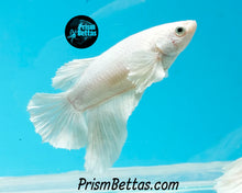 Load image into Gallery viewer, White Halfmoon Female