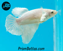 Load image into Gallery viewer, White Halfmoon Female