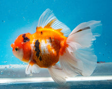 Load image into Gallery viewer, Tiger Calico Oranda (5.5-6.5 inches) Imported from Thailand