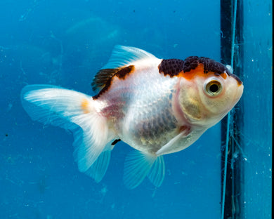Tricolor Monster Oranda (3.25 inches) Imported from Thailand