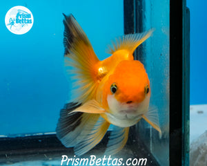 Orange and Black Longtailed Oranda Male (3.5 inches nose to tail)