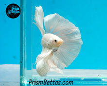 Load image into Gallery viewer, White Halfmoon Male