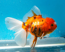 Load image into Gallery viewer, Tiger Calico Oranda (5.5-6.5 inches) Imported from Thailand