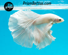 Load image into Gallery viewer, White Halfmoon Male