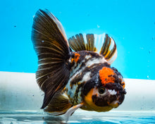Load image into Gallery viewer, White Tiger Calico Oranda Male (4.5 inches) Imported from Thailand