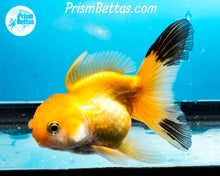 Load image into Gallery viewer, Orange and Black Longtailed Oranda Male (3.5 inches nose to tail)