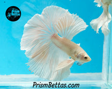 Load image into Gallery viewer, White Halfmoon Male