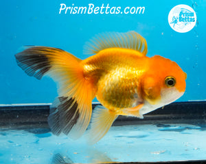 Orange and Black Longtailed Oranda Male (3.5 inches nose to tail)