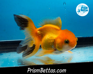 Orange and Black Longtailed Oranda Male (3.5 inches nose to tail)