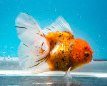 Load image into Gallery viewer, Tiger Calico Oranda (5.5-6.5 inches) Imported from Thailand