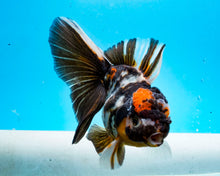 Load image into Gallery viewer, White Tiger Calico Oranda Male (4.5 inches) Imported from Thailand