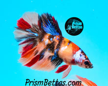 Load image into Gallery viewer, Candy Koi Halfmoon Female