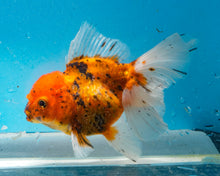 Load image into Gallery viewer, Tiger Calico Oranda (5.5-6.5 inches) Imported from Thailand