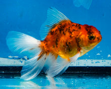 Load image into Gallery viewer, Calico Oranda Male (3 inches) Imported from Thailand