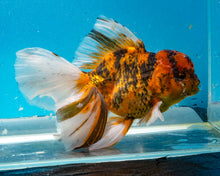 Load image into Gallery viewer, Calico Oranda (5.5-6.5 inches) Imported from Thailand