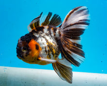 Load image into Gallery viewer, White Tiger Calico Oranda Male (4.5 inches) Imported from Thailand