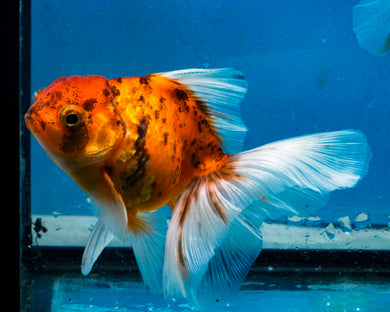 Calico Oranda Male (3 inches) Imported from Thailand