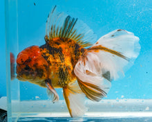 Load image into Gallery viewer, Tiger Calico Oranda (5.5-6.5 inches) Imported from Thailand