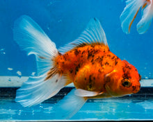 Load image into Gallery viewer, Calico Oranda Male (3 inches) Imported from Thailand
