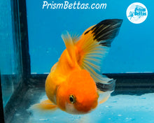 Load image into Gallery viewer, Orange and Black Longtailed Oranda Male (3.5 inches nose to tail)