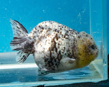 Load image into Gallery viewer, White Tiger Calico Ranchu  (3.5-4 inches) Imported from Thailand