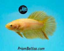 Load image into Gallery viewer, Yellow Halfmoon Female