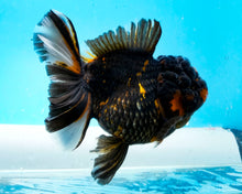 Load image into Gallery viewer, Black Calico Oranda Male (5 inches) Imported from Thailand
