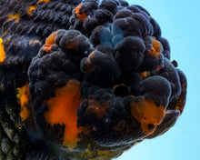 Load image into Gallery viewer, Black Calico Oranda Male (5 inches) Imported from Thailand