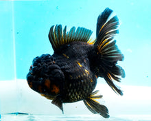 Load image into Gallery viewer, Black Calico Oranda Male (5 inches) Imported from Thailand