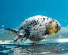 Load image into Gallery viewer, White Tiger Calico Ranchu  (3.5-4 inches) Imported from Thailand