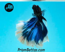 Load image into Gallery viewer, Turquoise Butterfly Halfmoon Male