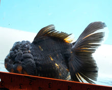 Load image into Gallery viewer, Black Calico Oranda Male (5 inches) Imported from Thailand