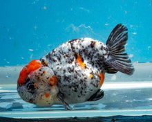 Load image into Gallery viewer, Calico Ranchu  (3.5-4 inches) Imported from Thailand