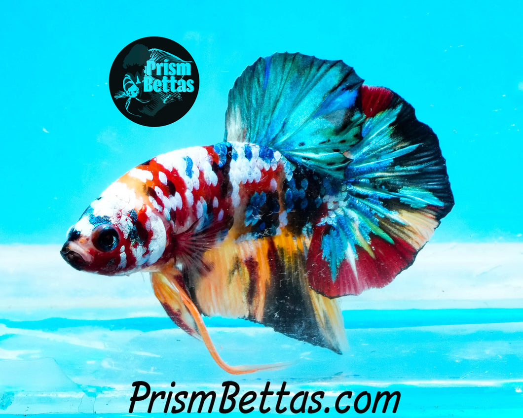 Candy Koi Halfmoon Plakat Male